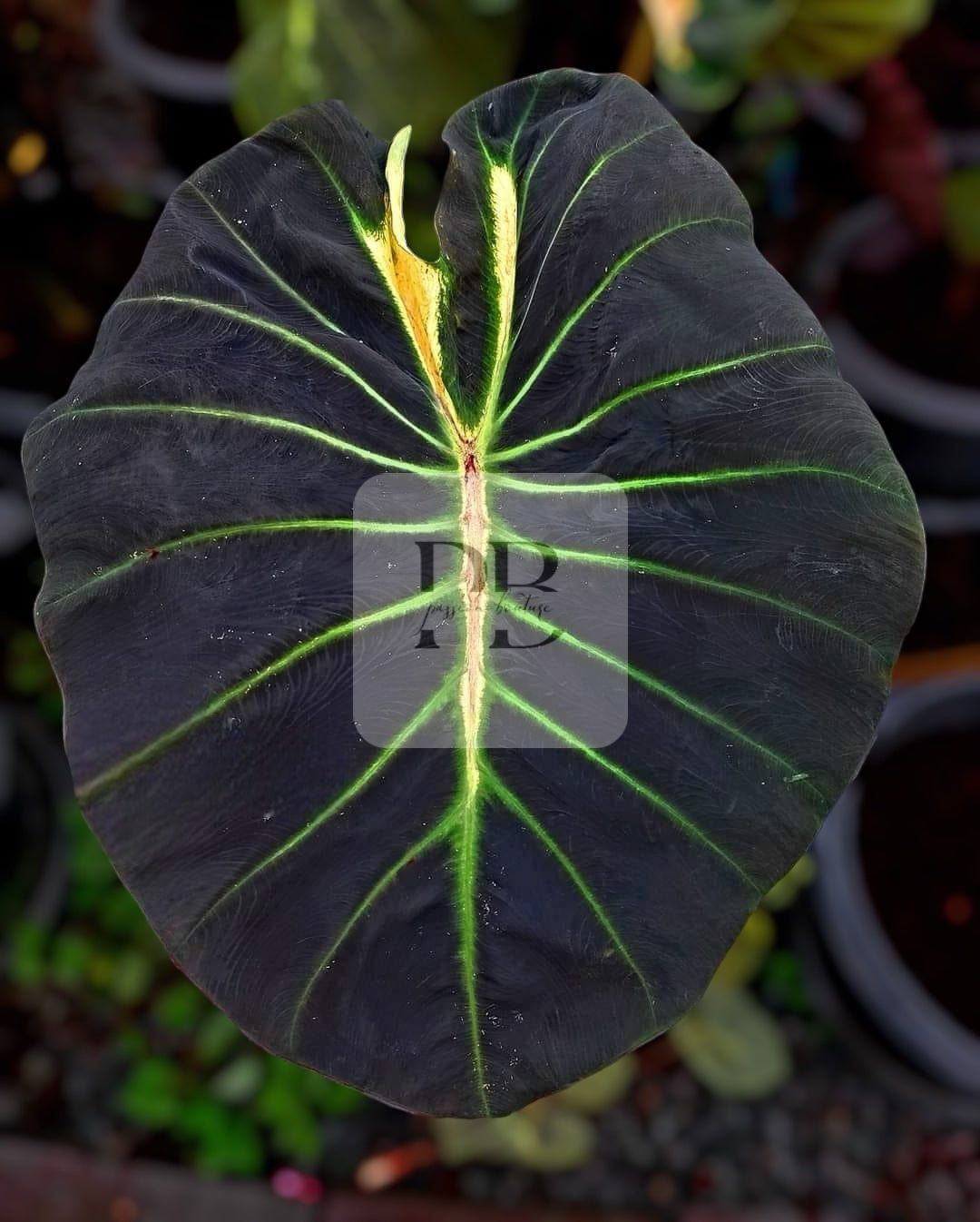 colocasia glowing bones
