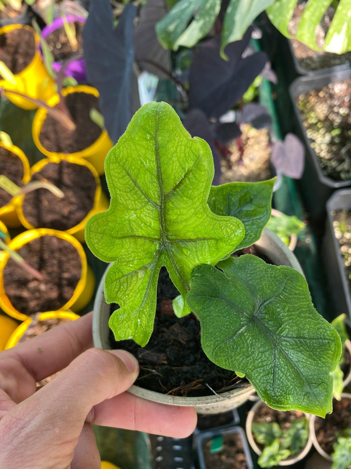 Alocasia jacklyn