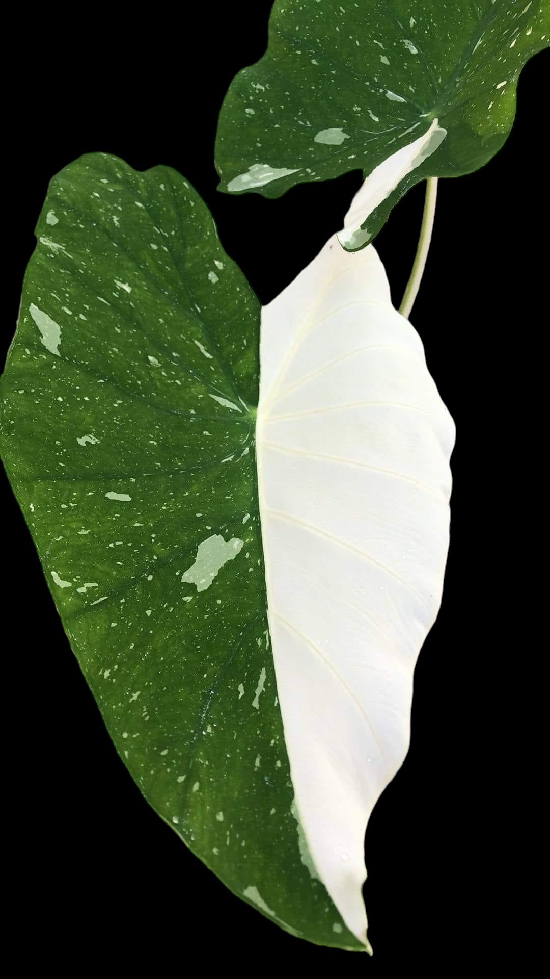 Colocasia milky way - passionbouture