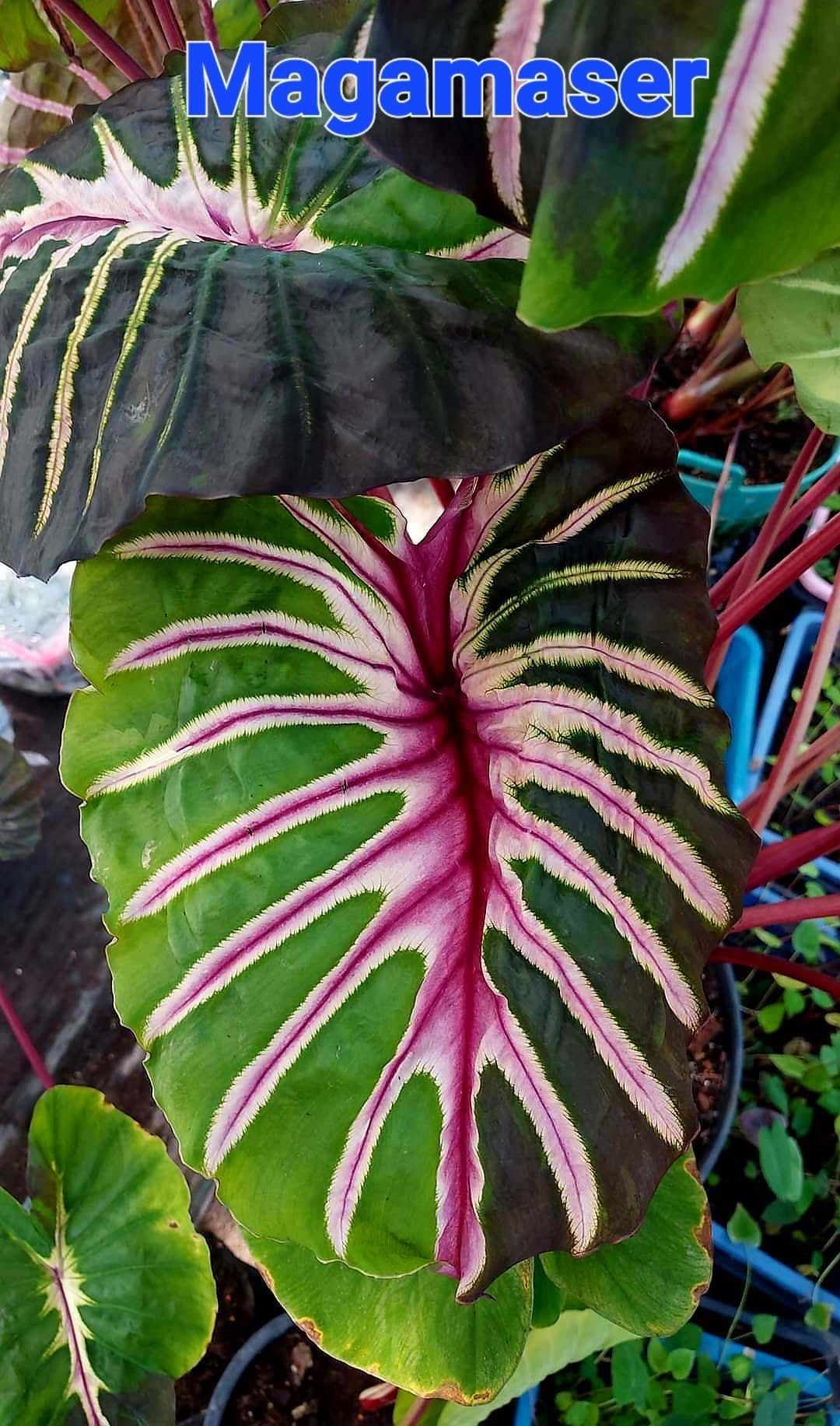 Colocasia Megamaser