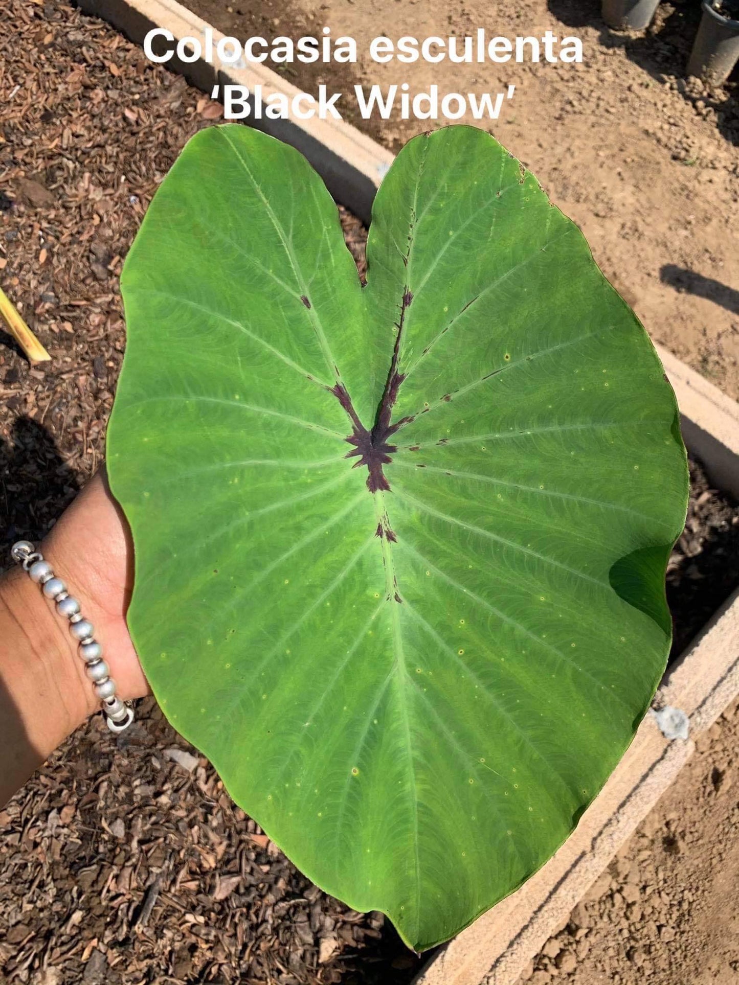 Colocasia black window