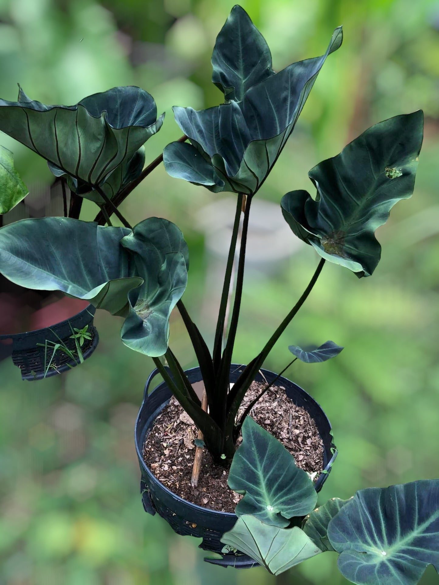 colocasia kopek