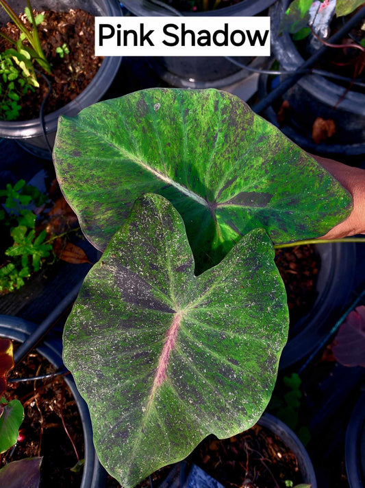 colocasia pink shadow