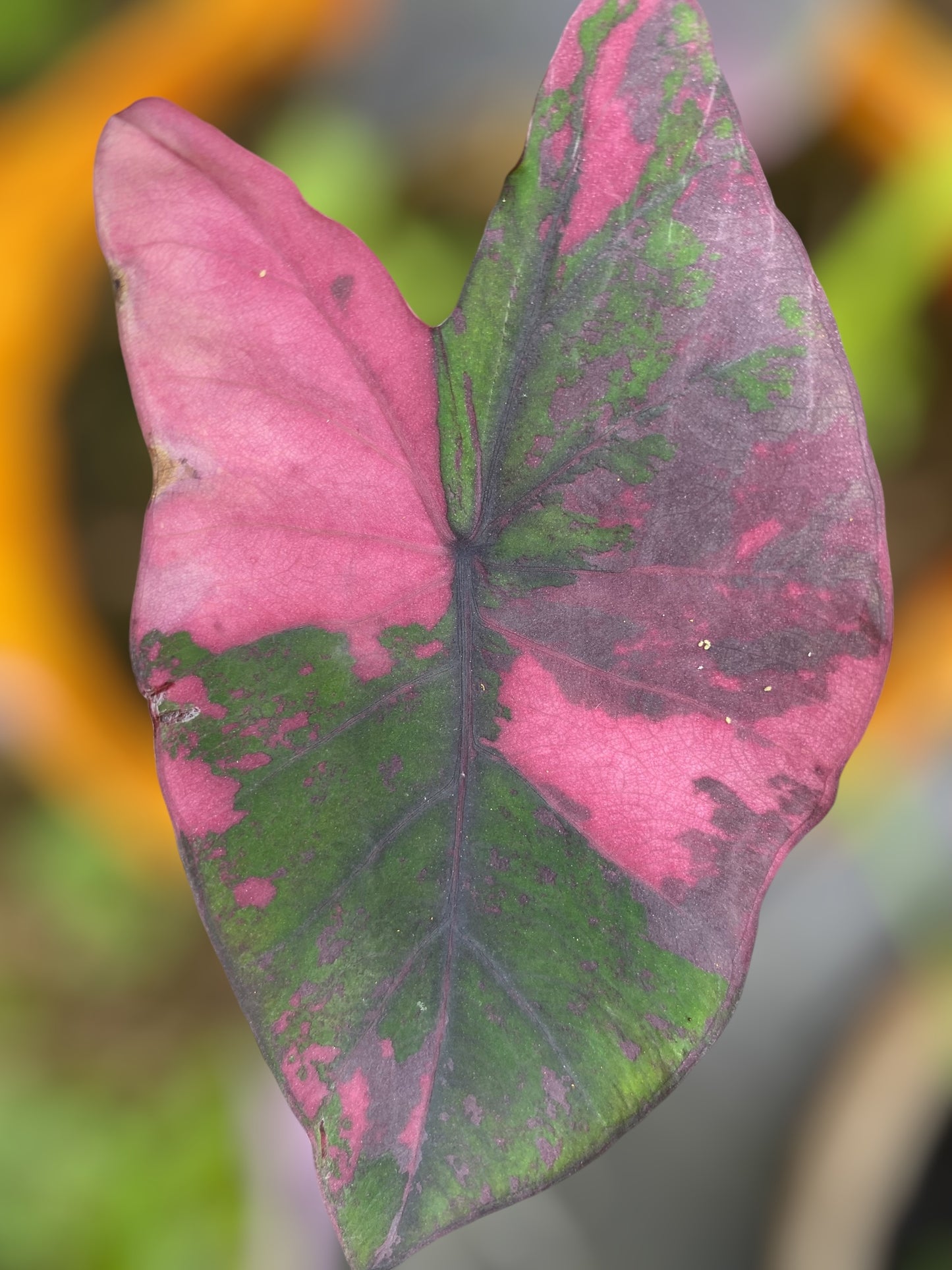 Colocasia phet pusa