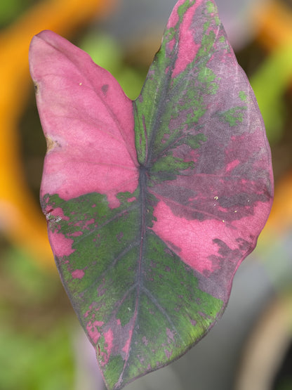 Colocasia phet pusa