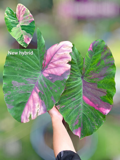 colocasia first pink