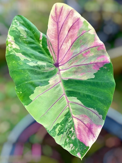 colocasia first pink