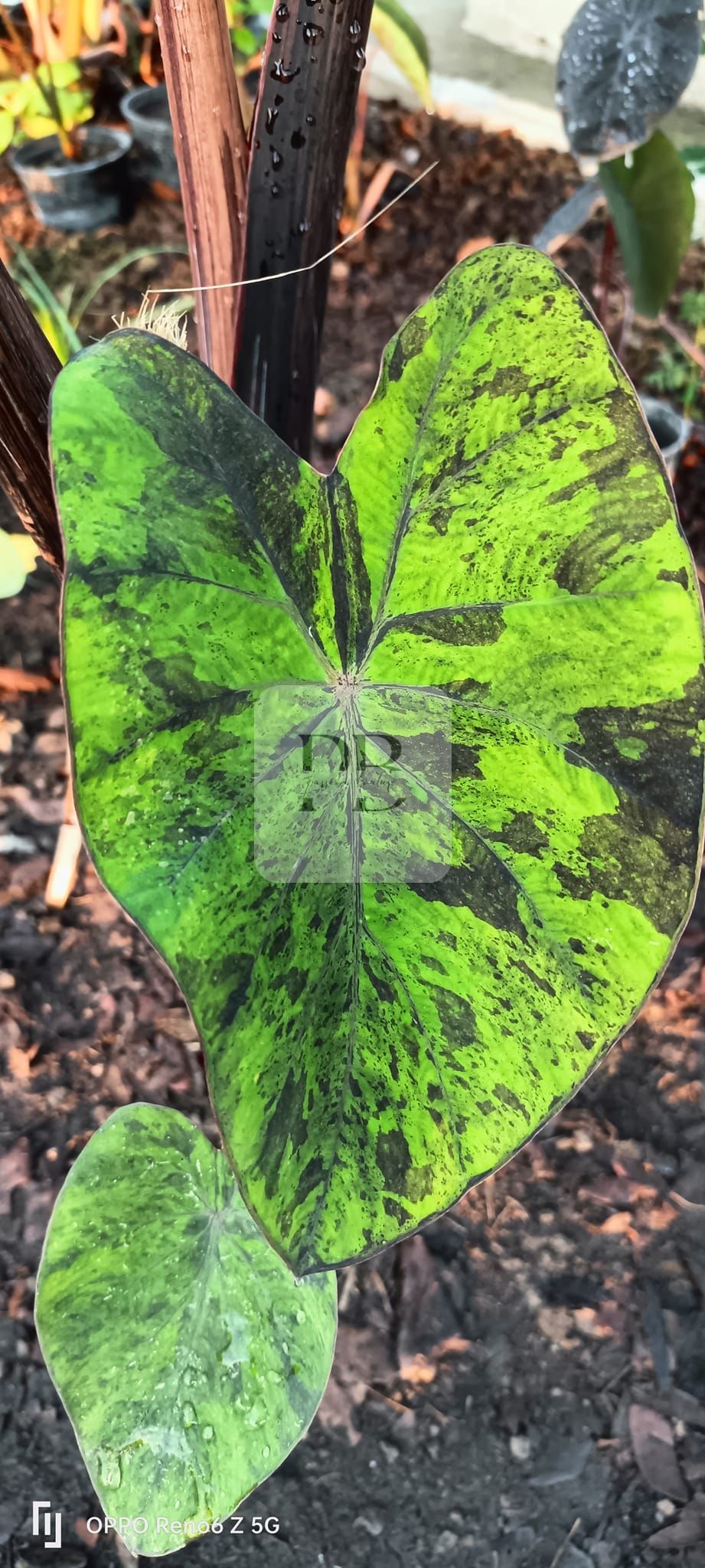 Colocasia mojito