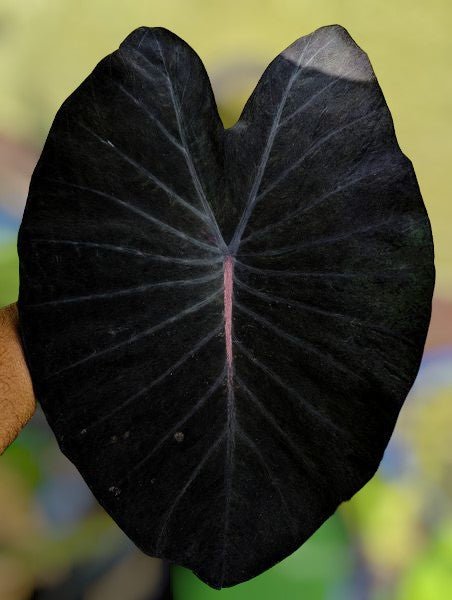 colocasia first love