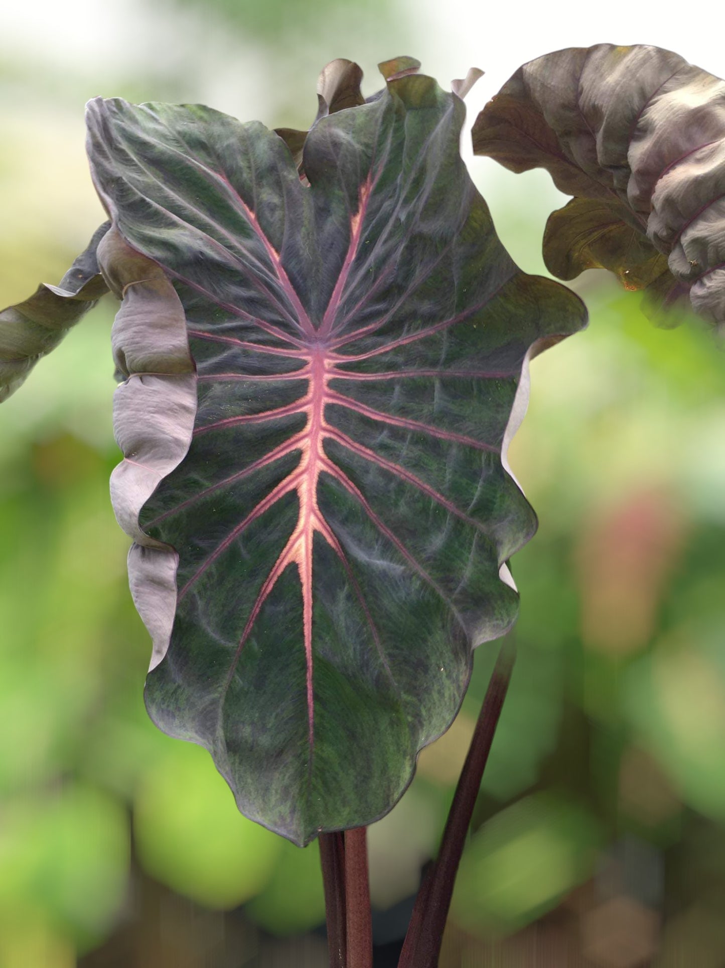 colocasia devil crow