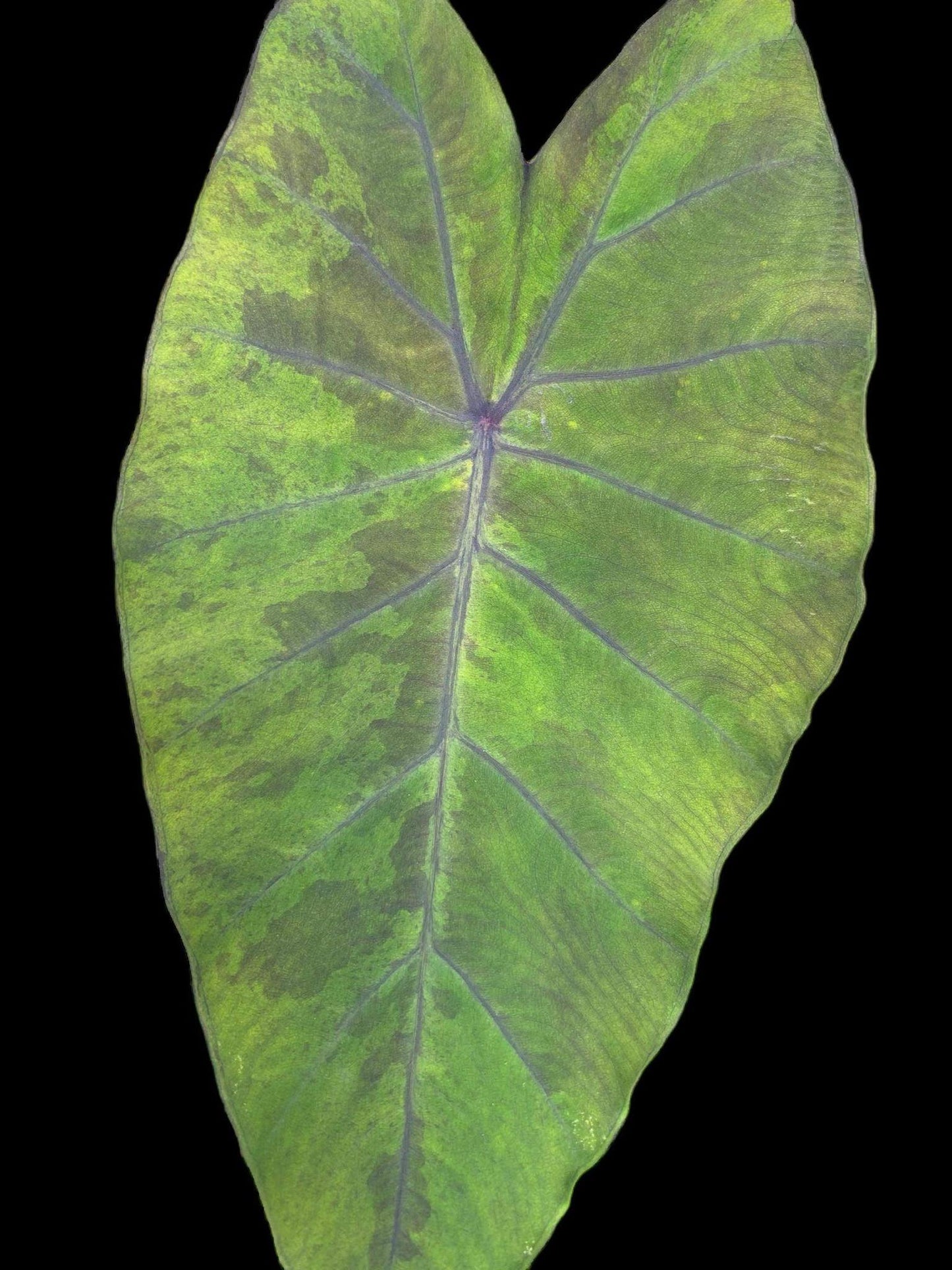 Colocasia black stem variegata
