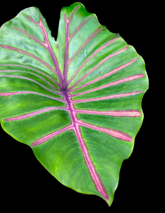 Colocasia lava lisa - passionbouture