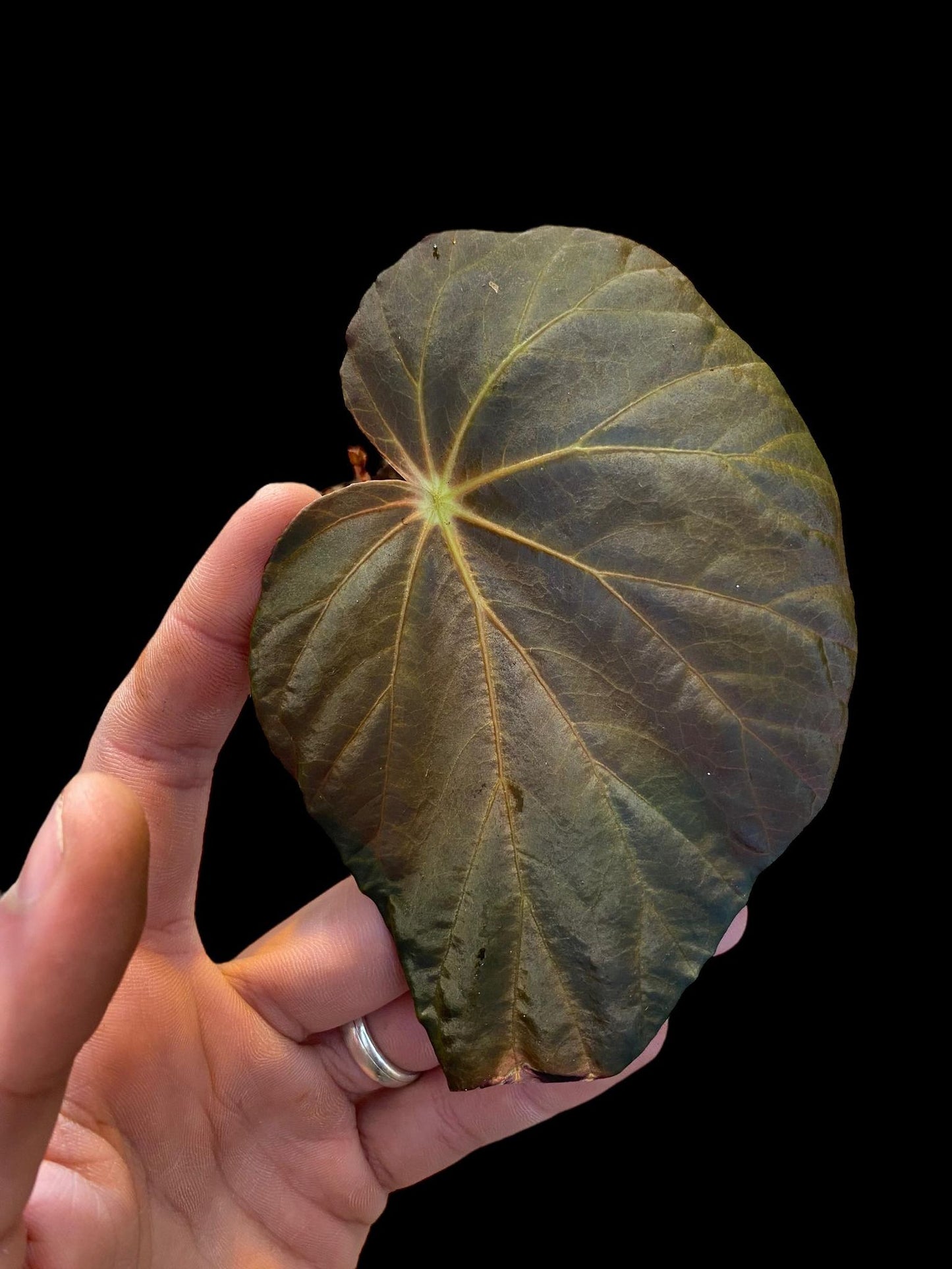 Begonia pavonia darck