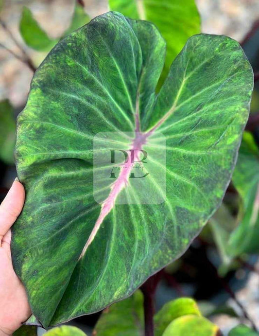 Colocasia hally comet