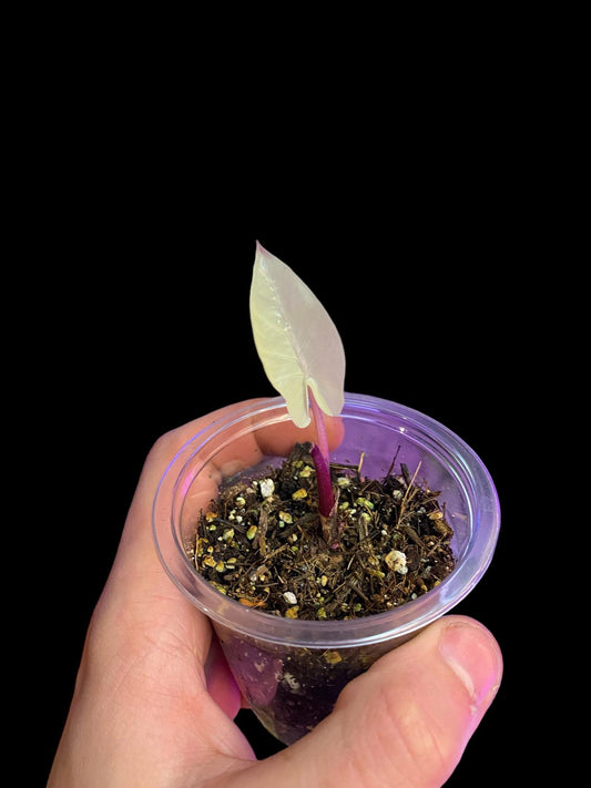 Alocasia macro black stem variegata
