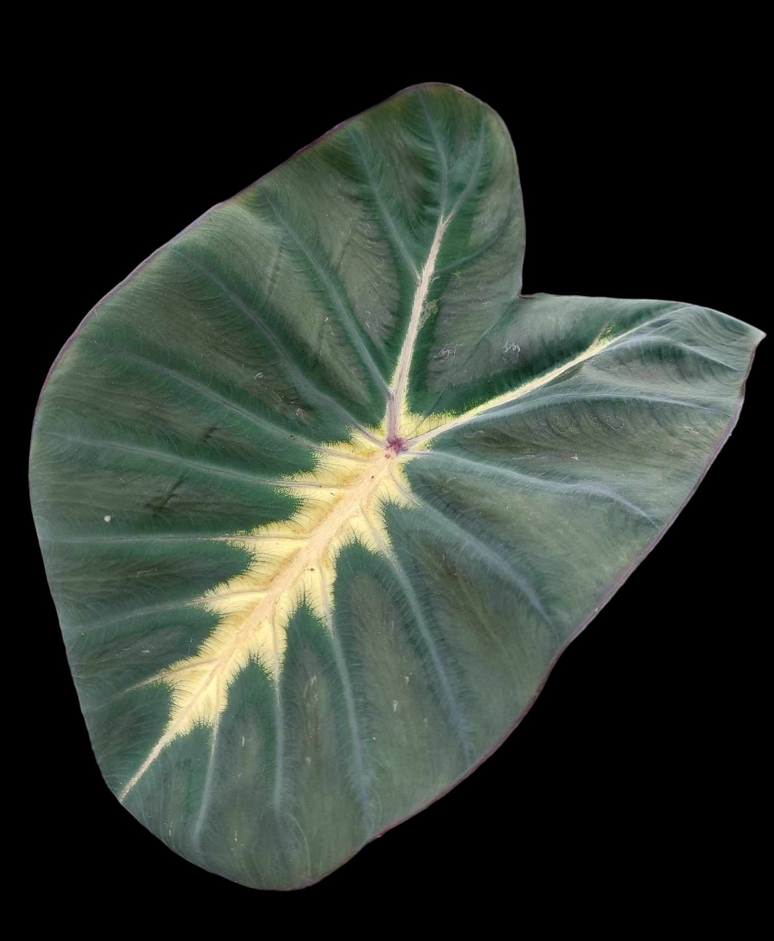 Colocasia moon nigth - passionbouture