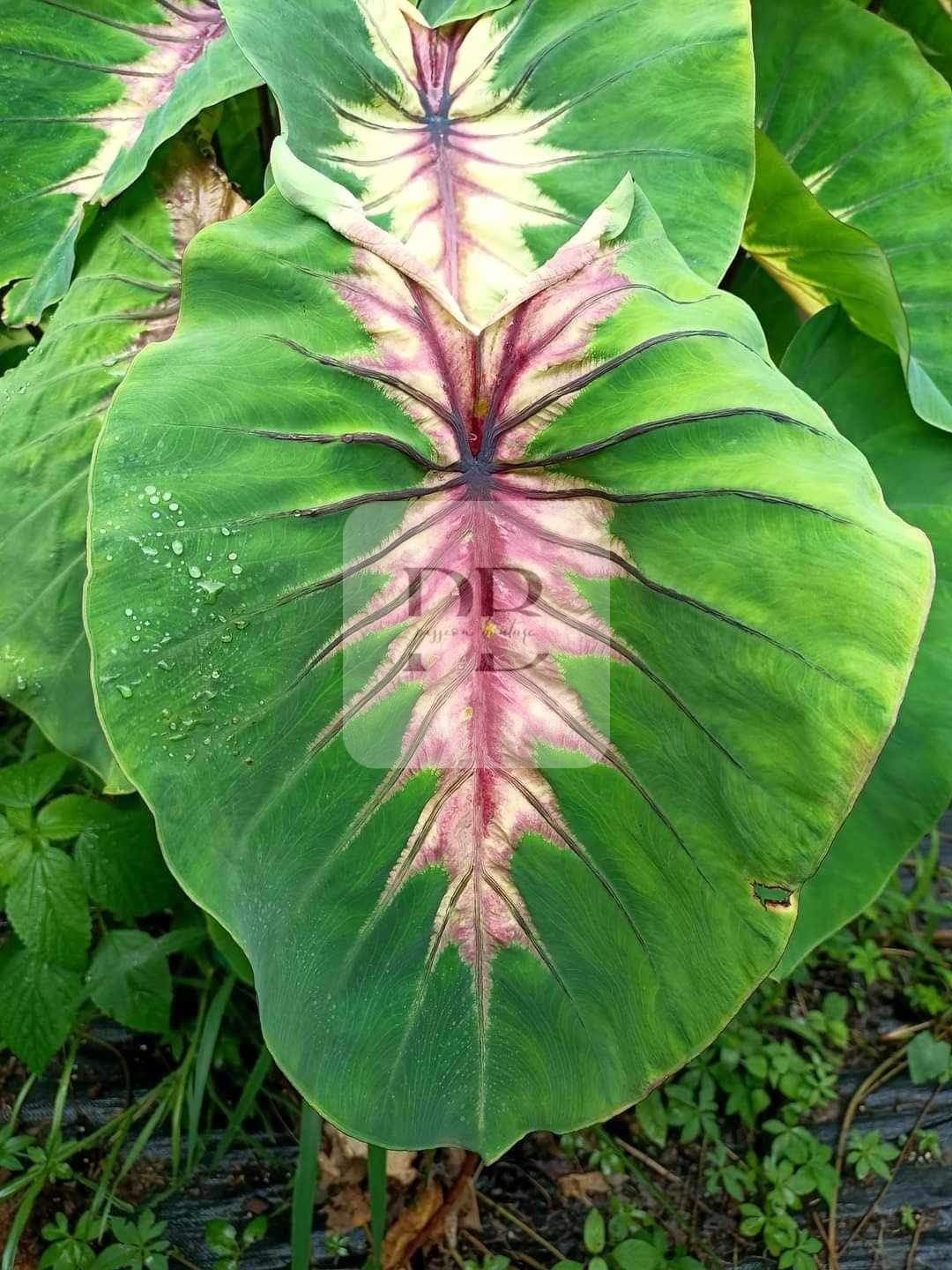 colocasia angel mask