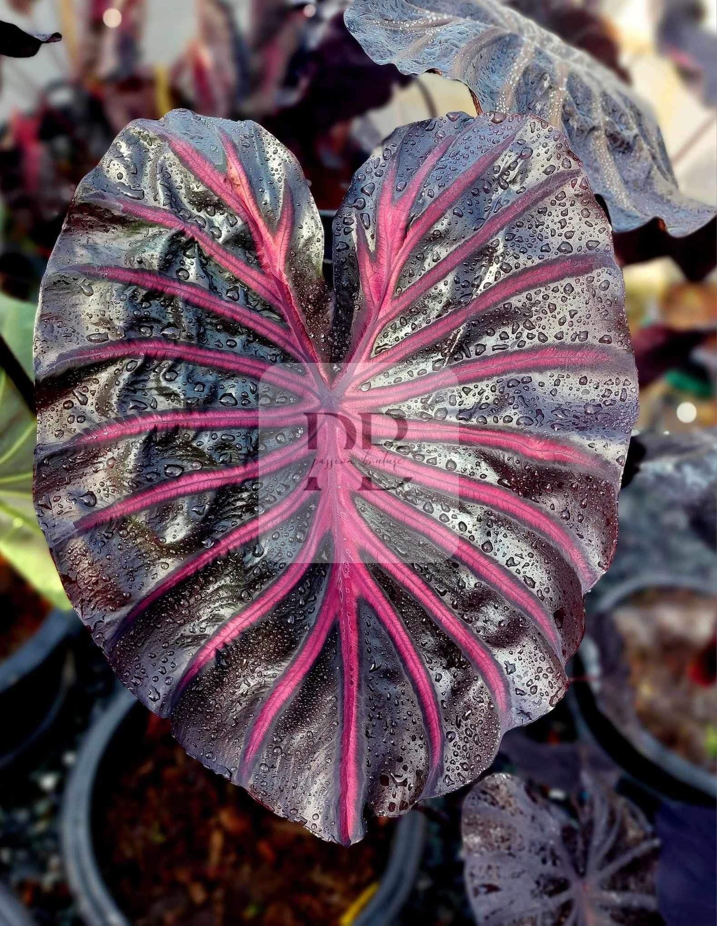 colocasia pink dragon