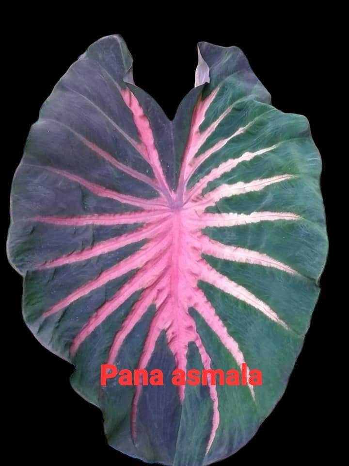 colocasia pana asmala