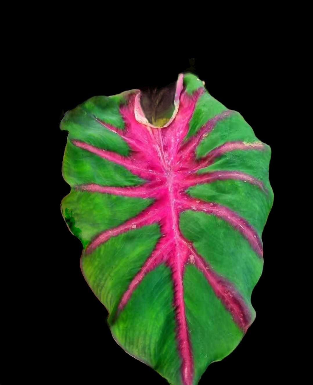 colocasia rainbow butterfly