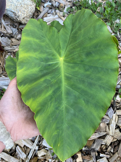 colocasia Jack giant