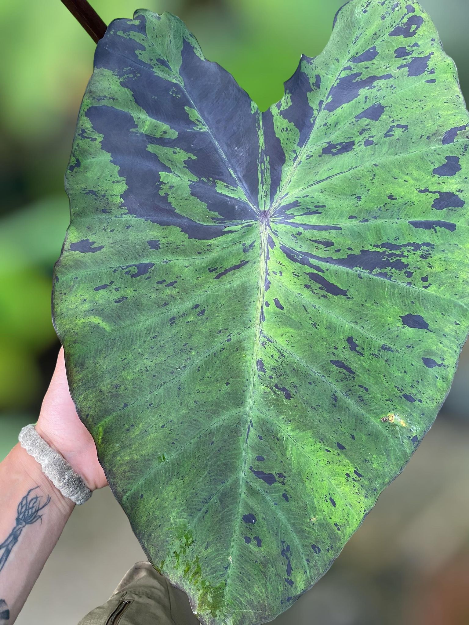 Colocasia Anubis