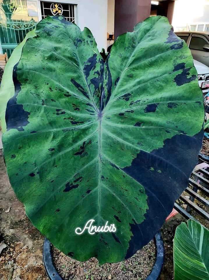 Colocasia Anubis