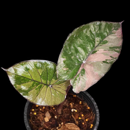 Alocasia serendipity pink var