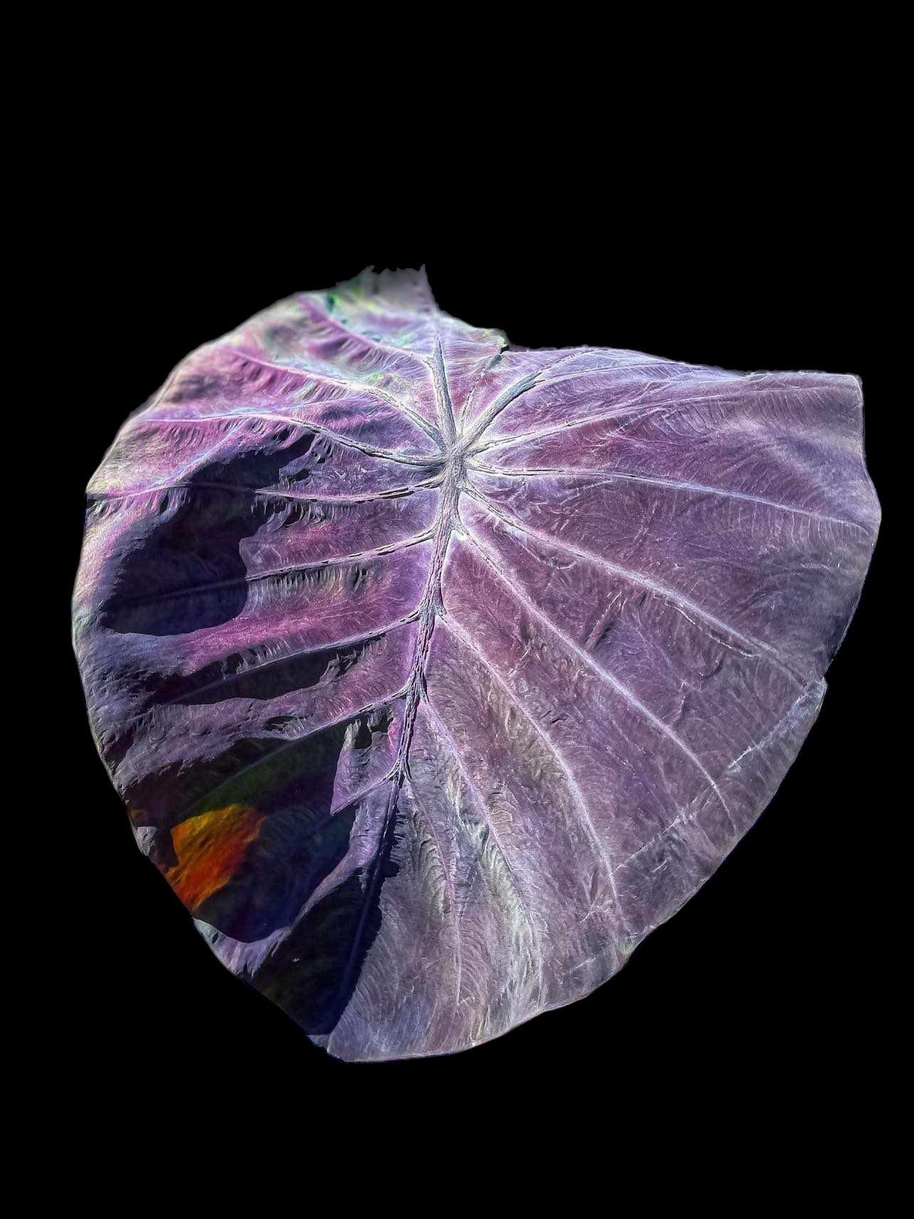 colocasia dragon taro