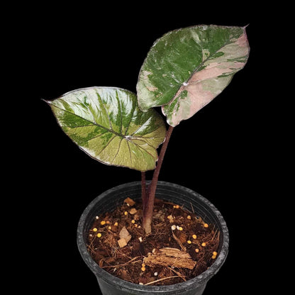 Alocasia serendipity pink var