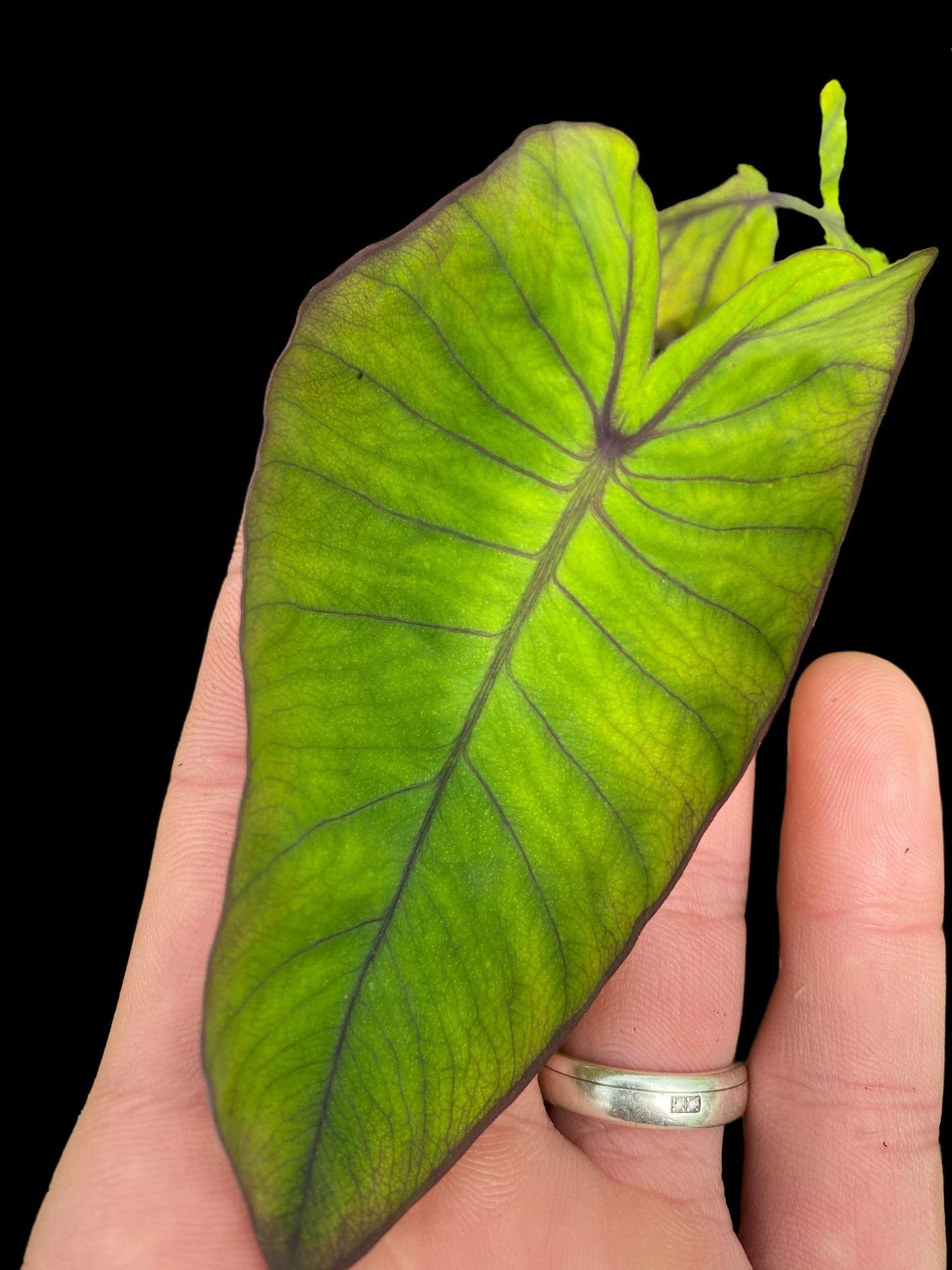 colocasia blue Hawaii