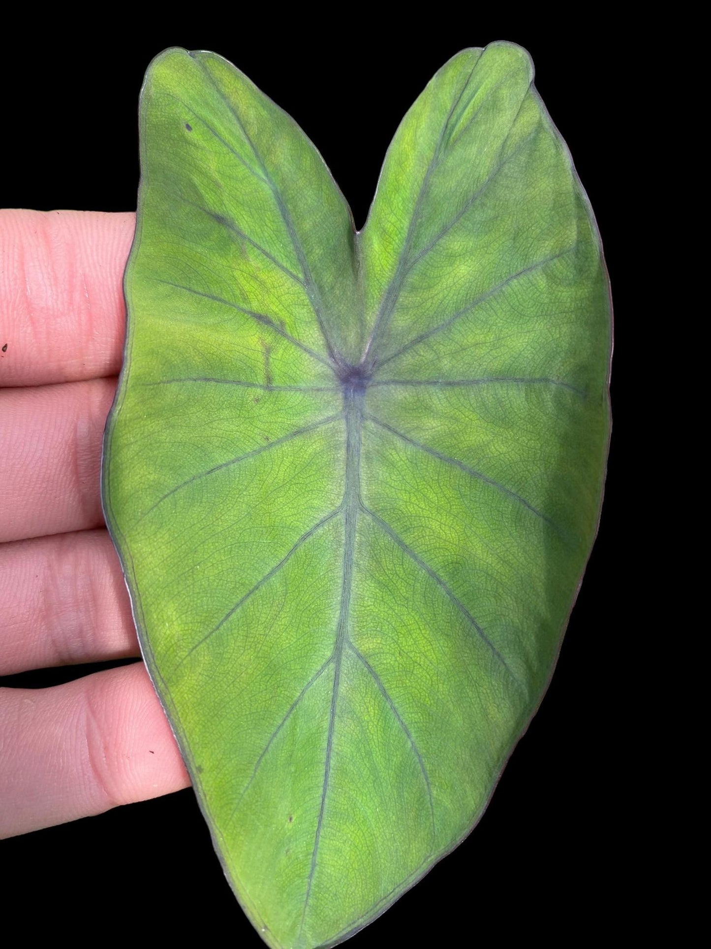 Colocasia metallica