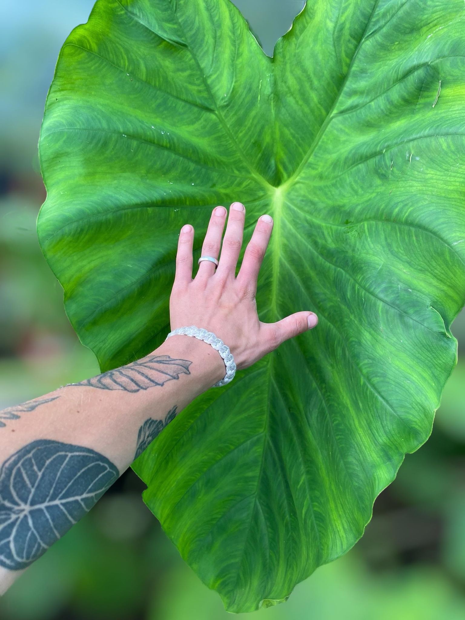 colocasia Jack giant