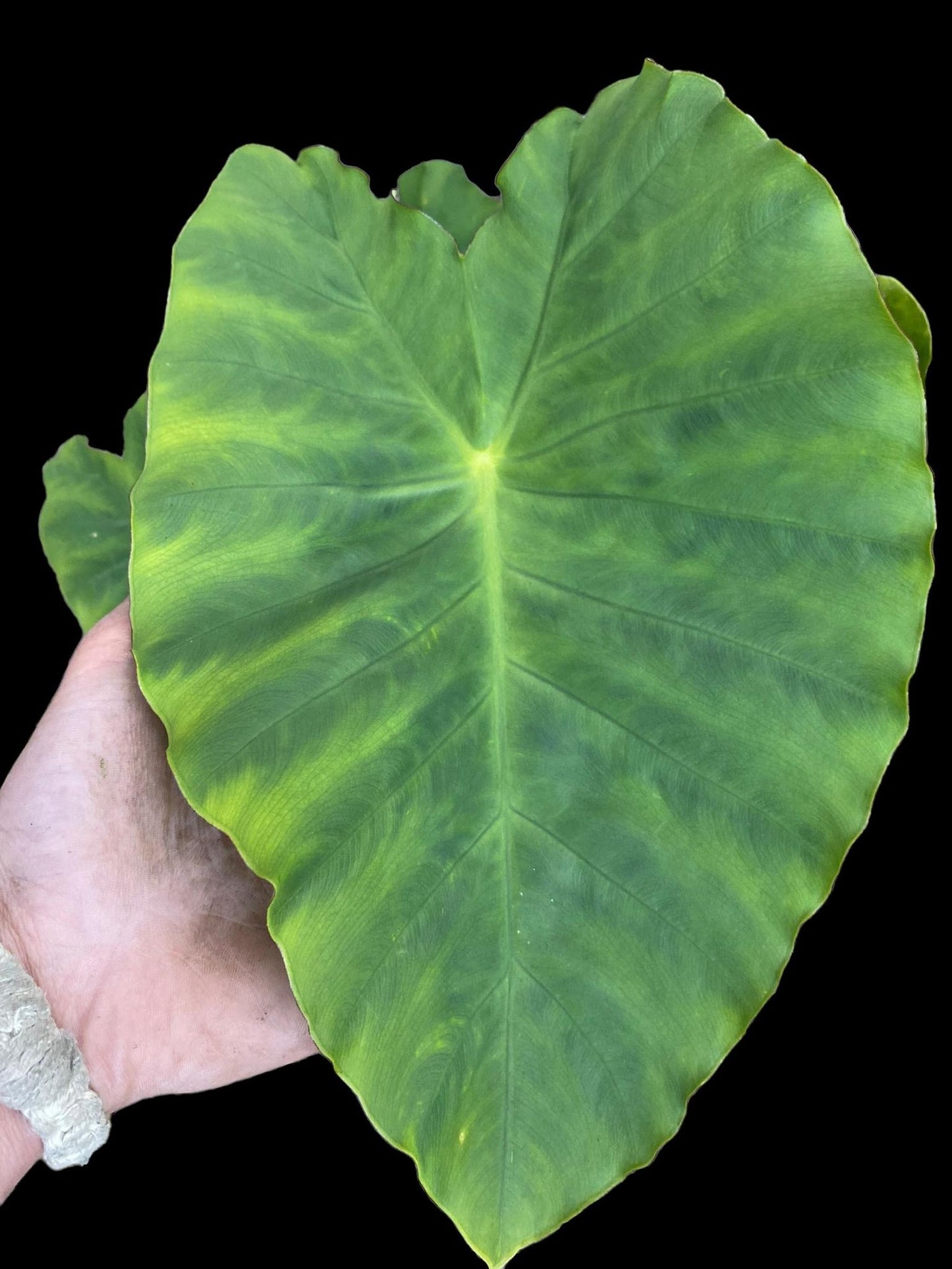 colocasia Jack giant