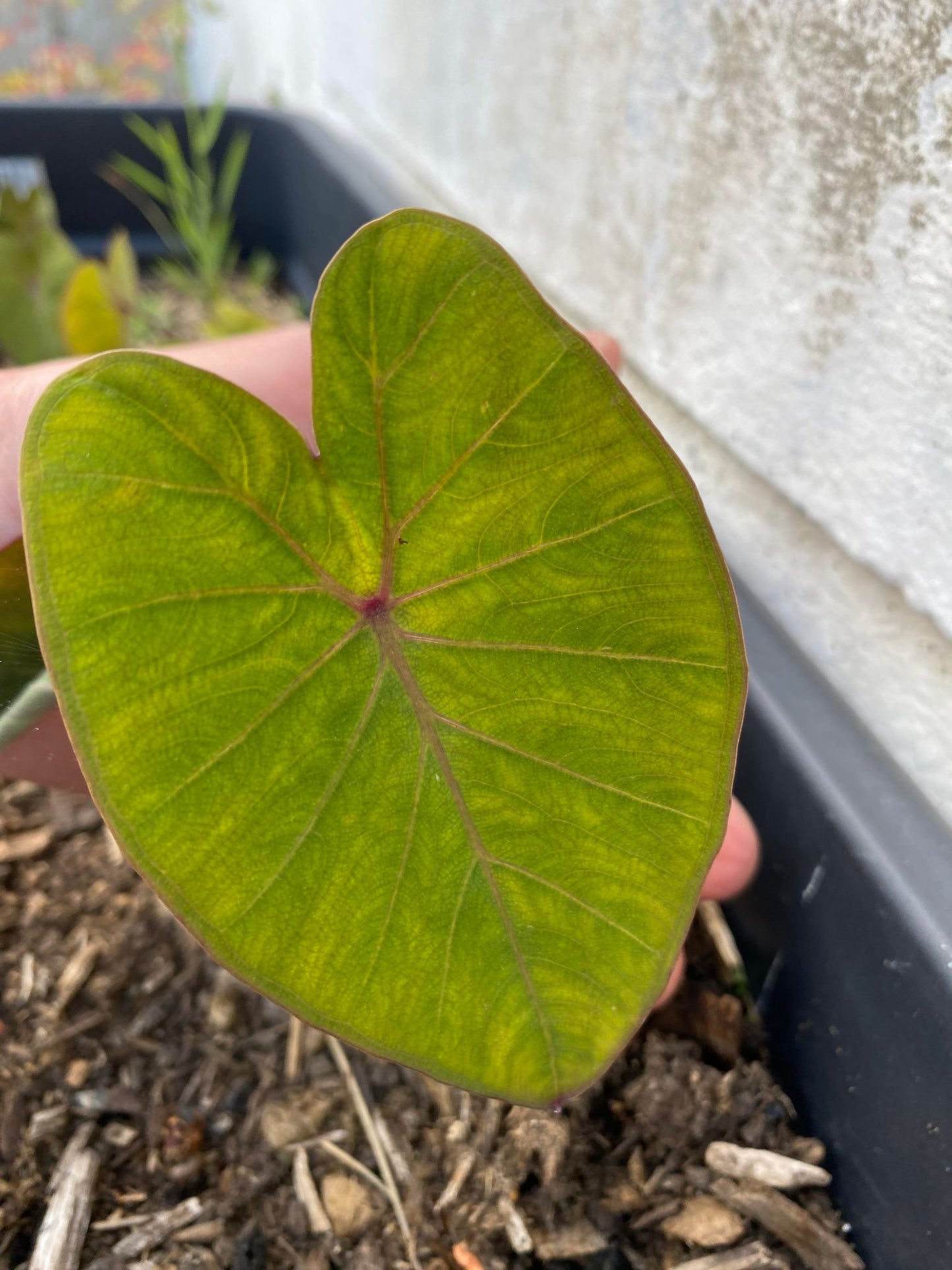 Colocasia pink china