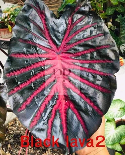 colocasia black lava 2