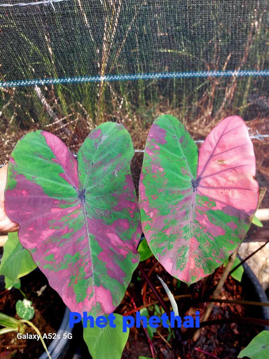 Colocasia phet phetthai