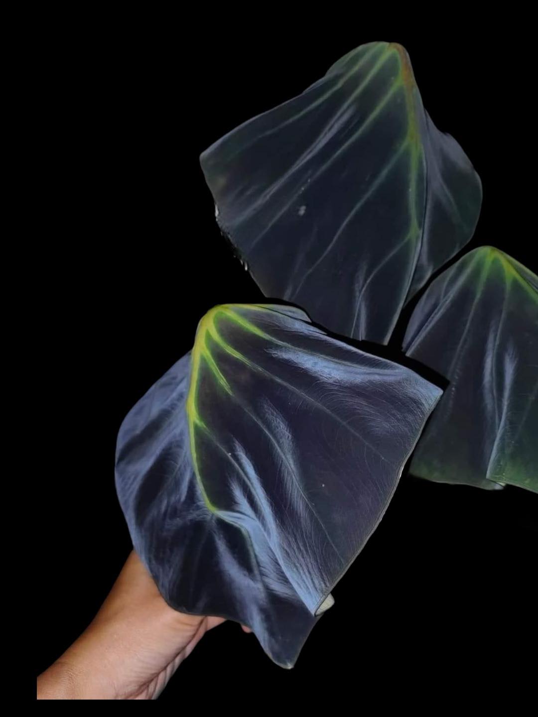 Colocasia green light