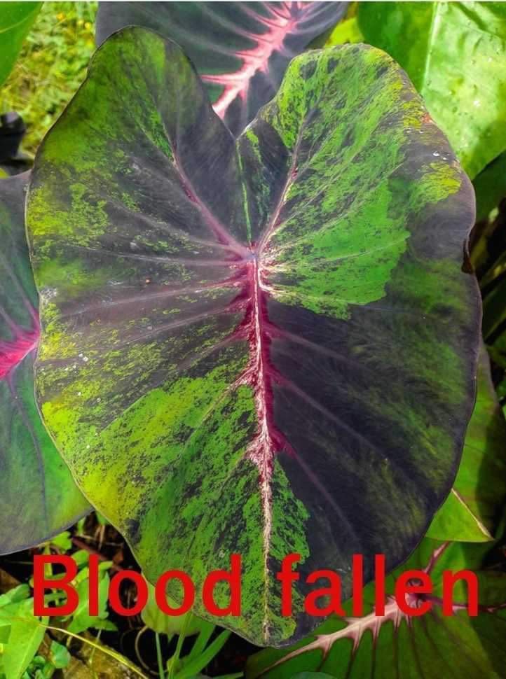 Colocasia blood fallen