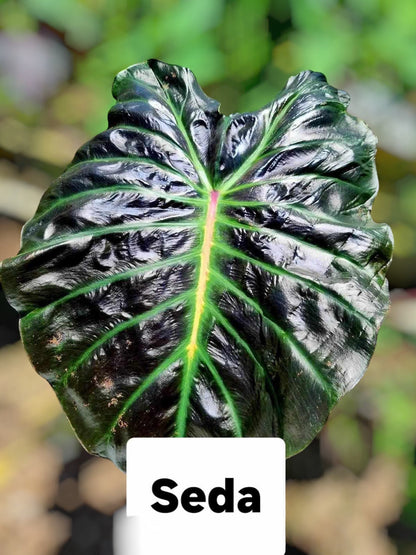 colocasia seda