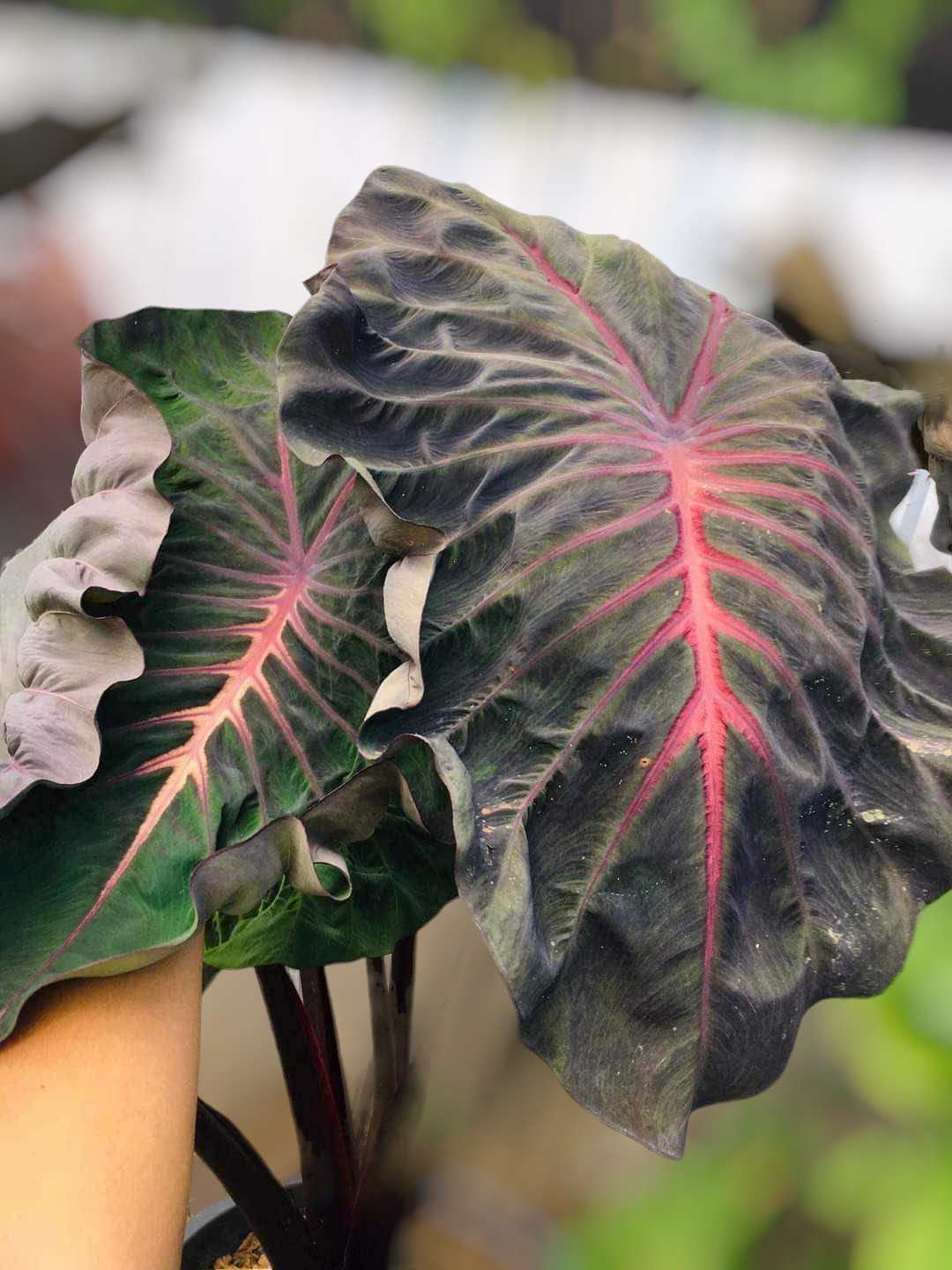 colocasia devil crow