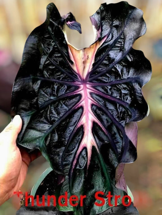 colocasia thunder storm