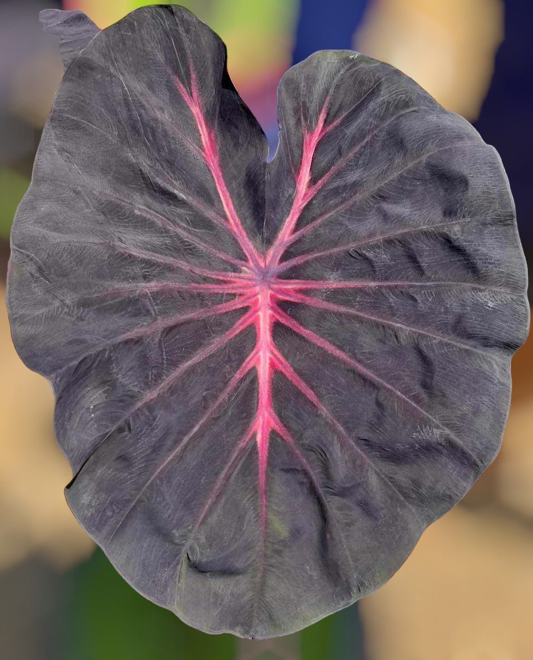 colocasia venom pink