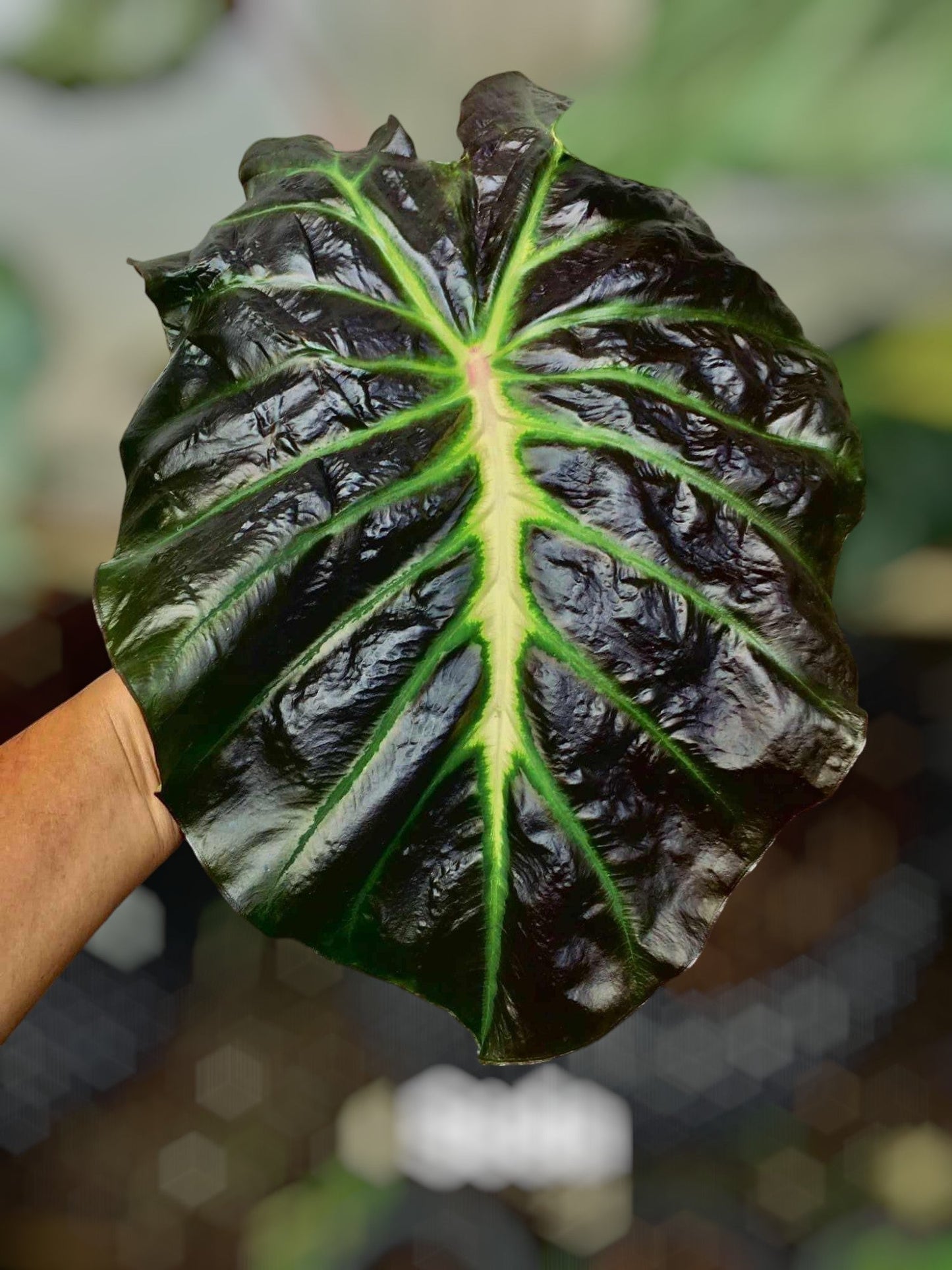 colocasia seda