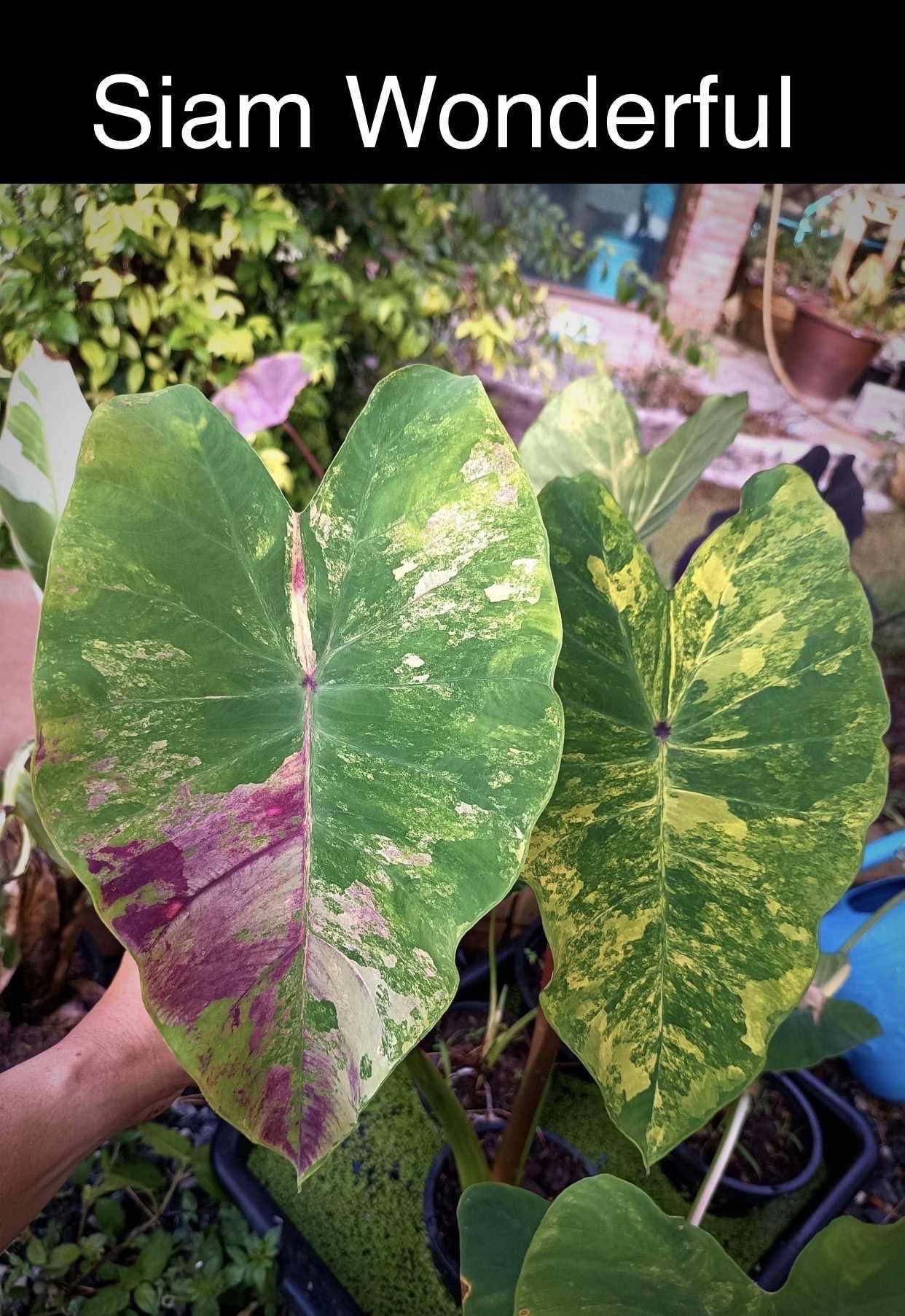 colocasia siam wonderful