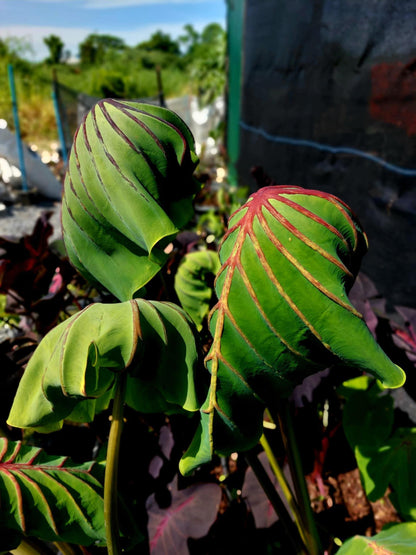 Colocasia cleopatra