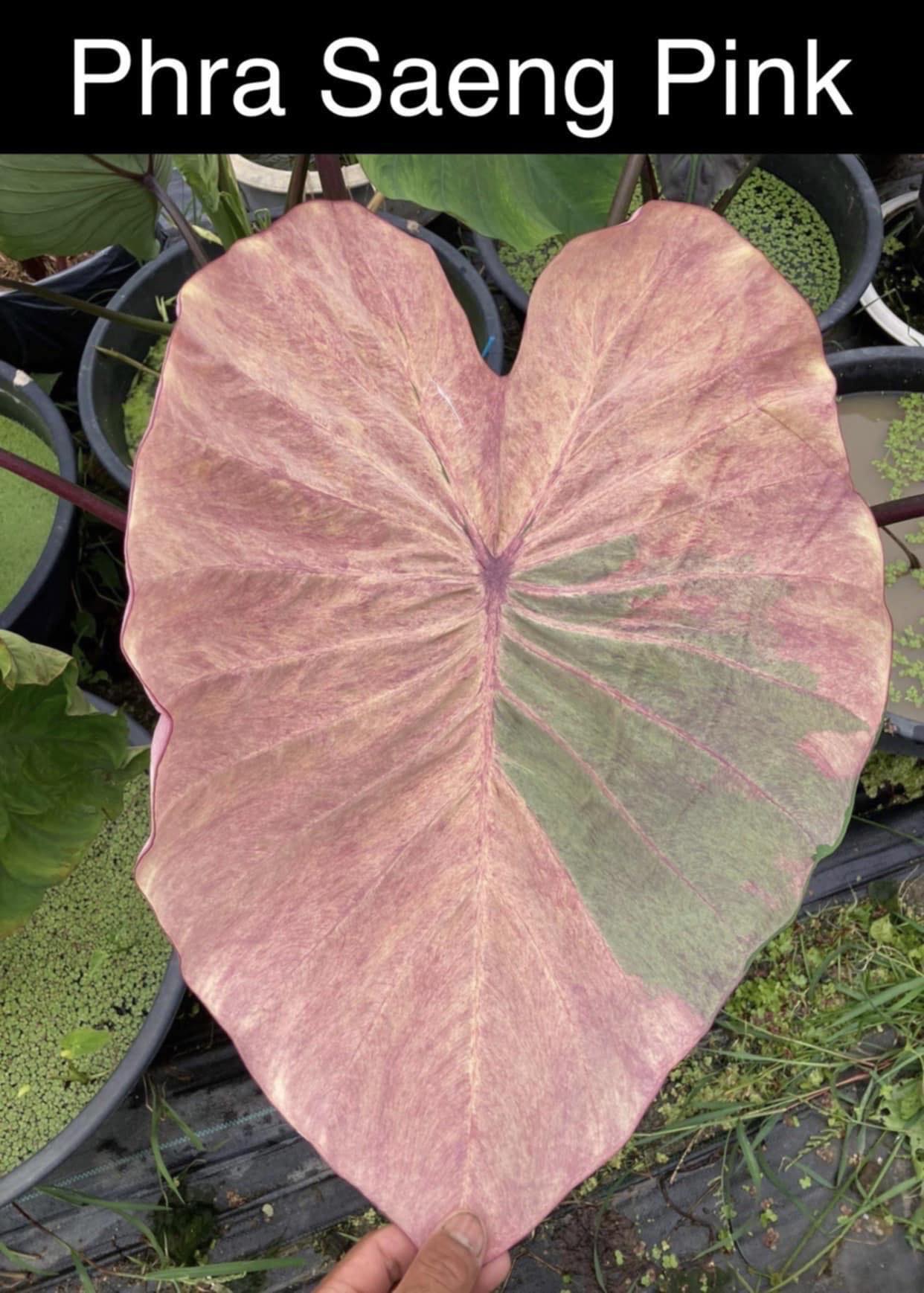 Colocasia phra saeng pink