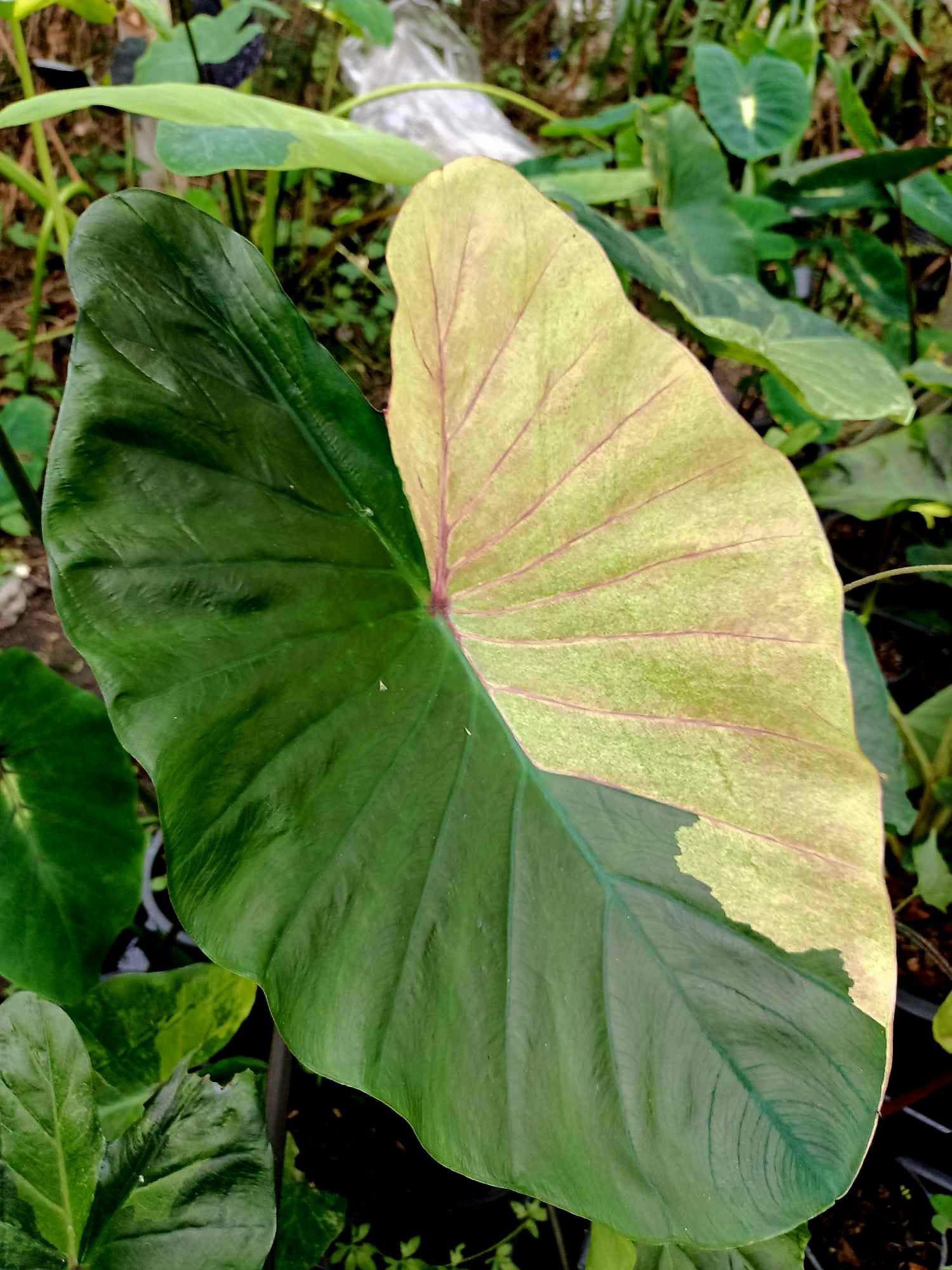 Colocasia green gossy