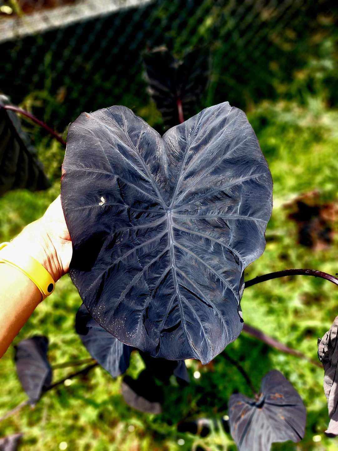 colocasia dragon taro