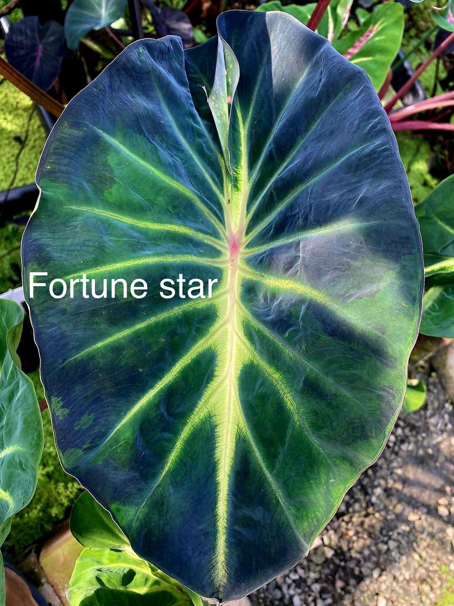 colocasia fortune star